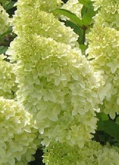 http://breederplants.interforcehosting.nl/images/thumbs/0001425_hydrangea.jpeg