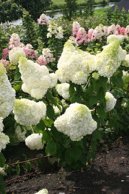 http://breederplants.interforcehosting.nl/images/thumbs/0001435_hydrangea.jpeg