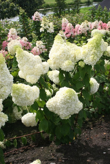 Obraz Hydrangea