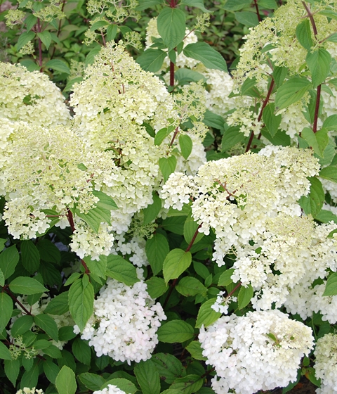 http://breederplants.interforcehosting.nl/images/thumbs/0001561_hydrangea.jpeg