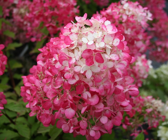 http://breederplants.interforcehosting.nl/images/thumbs/0001577_hydrangea.jpeg