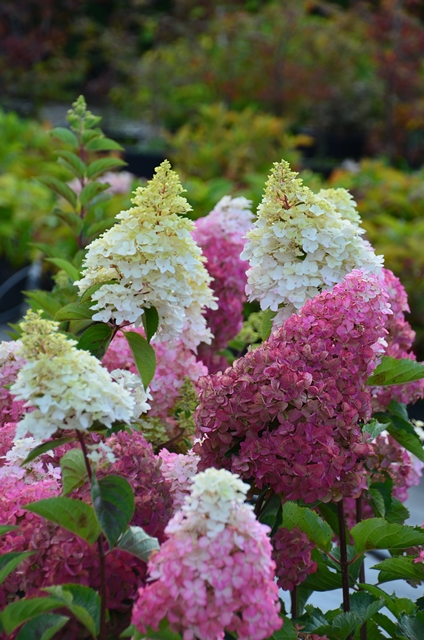 http://breederplants.interforcehosting.nl/images/thumbs/0001582_hydrangea.jpeg