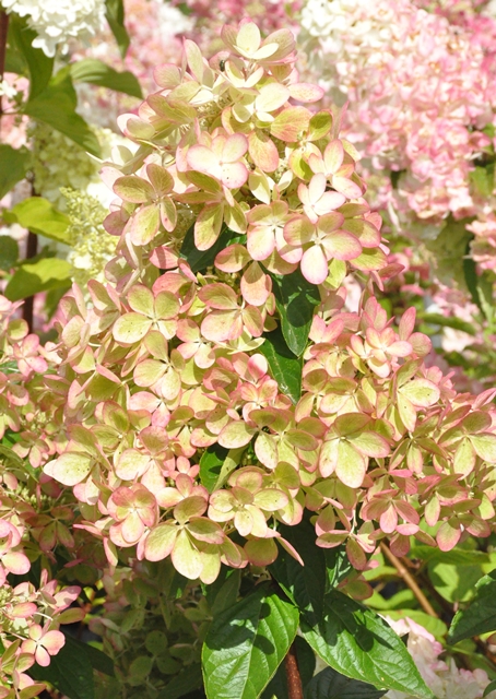 http://breederplants.interforcehosting.nl/images/thumbs/0001588_hydrangea.jpeg