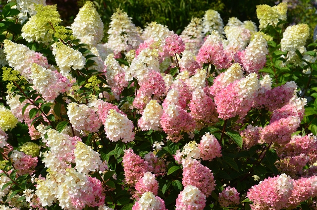 http://breederplants.interforcehosting.nl/images/thumbs/0001606_hydrangea.jpeg