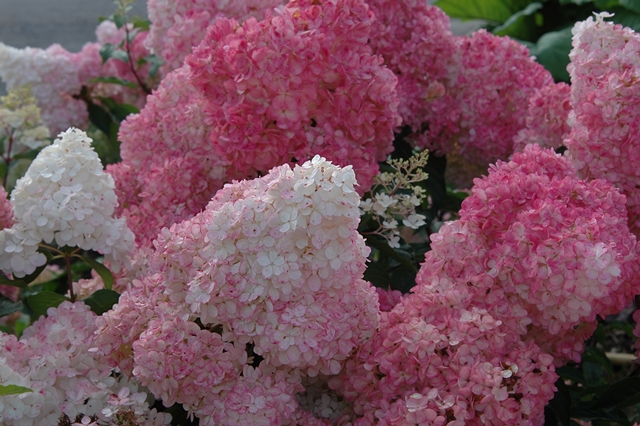 http://breederplants.interforcehosting.nl/images/thumbs/0001613_hydrangea.jpeg