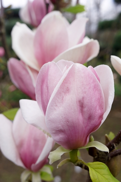 http://breederplants.interforcehosting.nl/images/thumbs/0001627_magnolia.jpeg