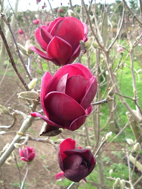 http://breederplants.interforcehosting.nl/images/thumbs/0001633_magnolia.jpeg