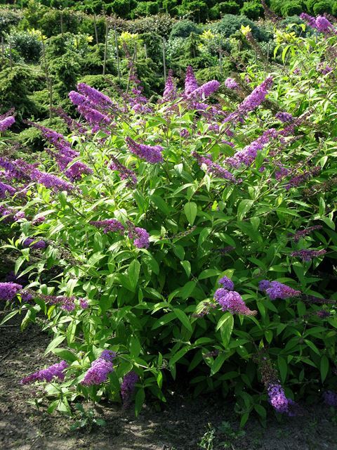 http://breederplants.interforcehosting.nl/images/thumbs/0001672_buddleja.jpeg