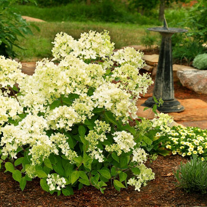 Obraz Hydrangea