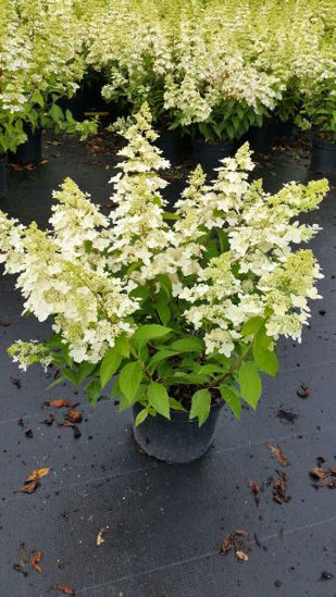 Obraz Hydrangea