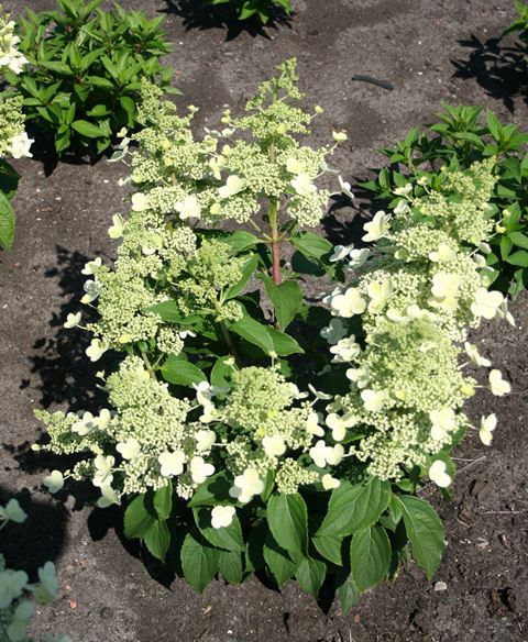 http://breederplants.interforcehosting.nl/images/thumbs/0001711_hydrangea.jpeg