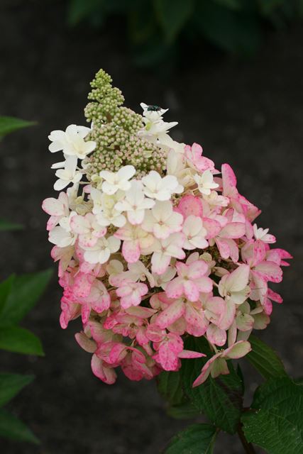 http://breederplants.interforcehosting.nl/images/thumbs/0001713_hydrangea.jpeg