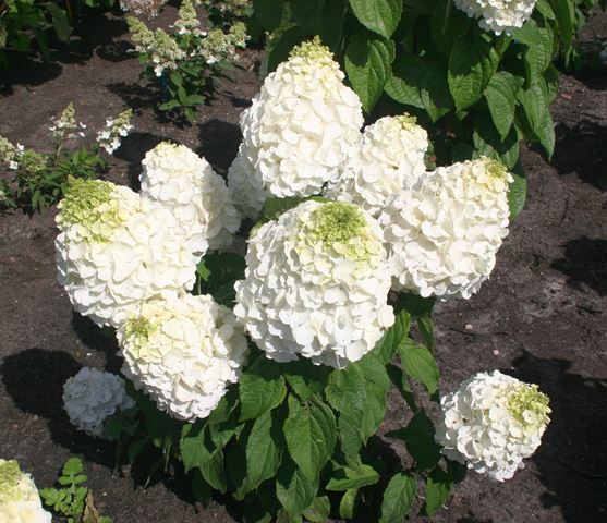 http://breederplants.interforcehosting.nl/images/thumbs/0001718_hydrangea.jpeg