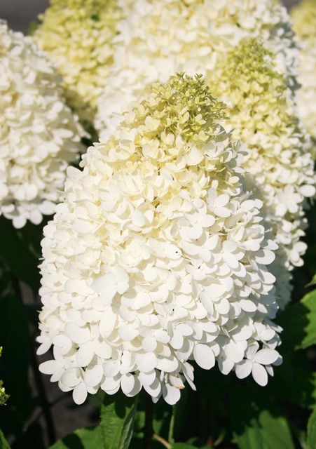 http://breederplants.interforcehosting.nl/images/thumbs/0001722_hydrangea.jpeg