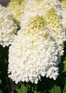 Obraz Hydrangea