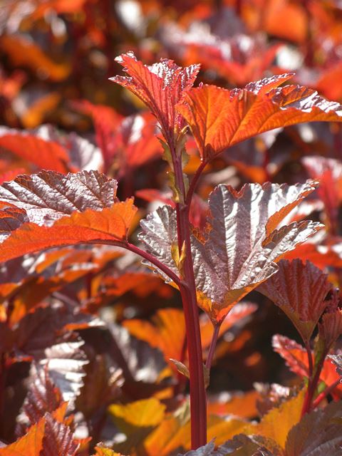 http://breederplants.interforcehosting.nl/images/thumbs/0001729_physocarpus.jpeg