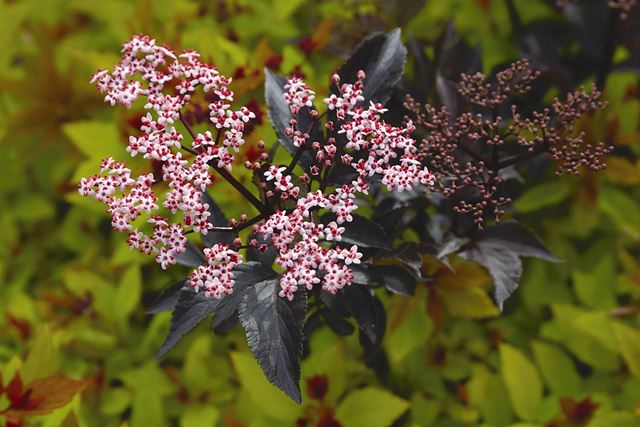 http://breederplants.interforcehosting.nl/images/thumbs/0001733_sambucus.jpeg