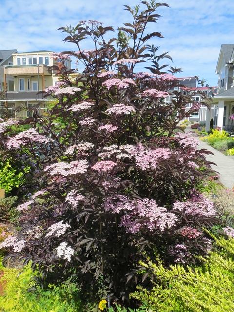 http://breederplants.interforcehosting.nl/images/thumbs/0001736_sambucus.jpeg