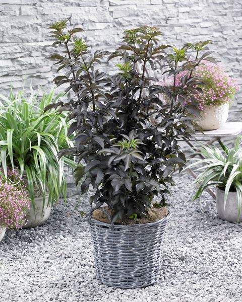 http://breederplants.interforcehosting.nl/images/thumbs/0001742_sambucus.jpeg