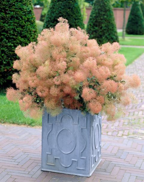 http://breederplants.interforcehosting.nl/images/thumbs/0001769_cotinus.jpeg