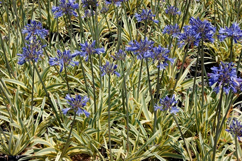 http://breederplants.interforcehosting.nl/images/thumbs/0001773_agapanthus.jpeg
