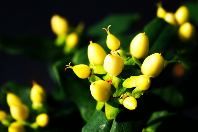 http://breederplants.interforcehosting.nl/images/thumbs/0001861_hypericum.jpeg