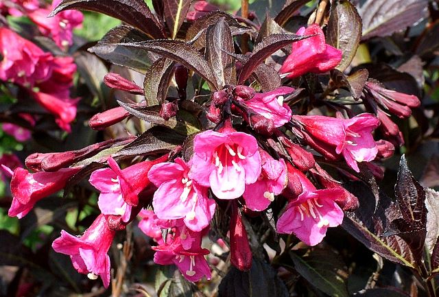 http://breederplants.interforcehosting.nl/images/thumbs/0001893_weigela.jpeg