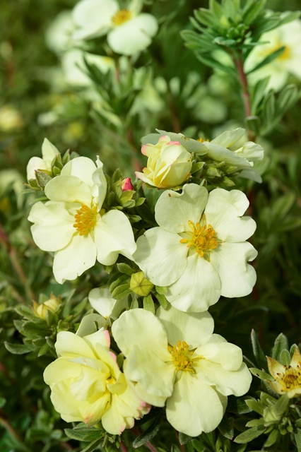 http://breederplants.interforcehosting.nl/images/thumbs/0001915_potentilla.jpeg