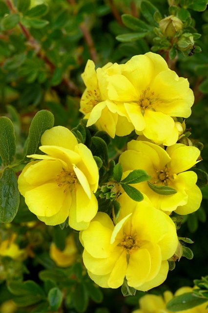 http://breederplants.interforcehosting.nl/images/thumbs/0001918_potentilla.jpeg