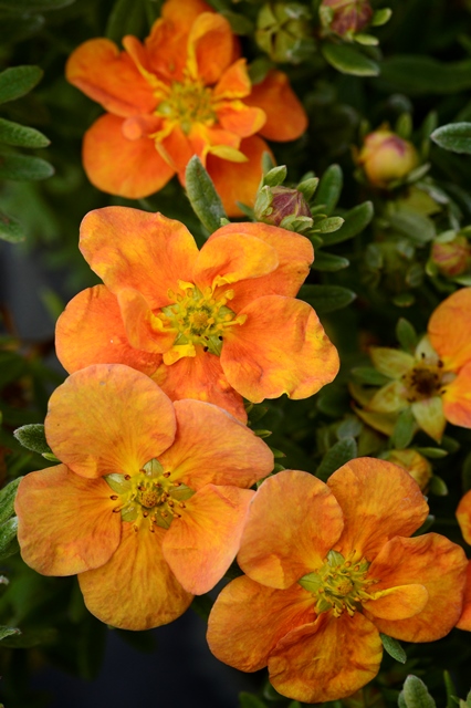 http://breederplants.interforcehosting.nl/images/thumbs/0001924_potentilla.jpeg