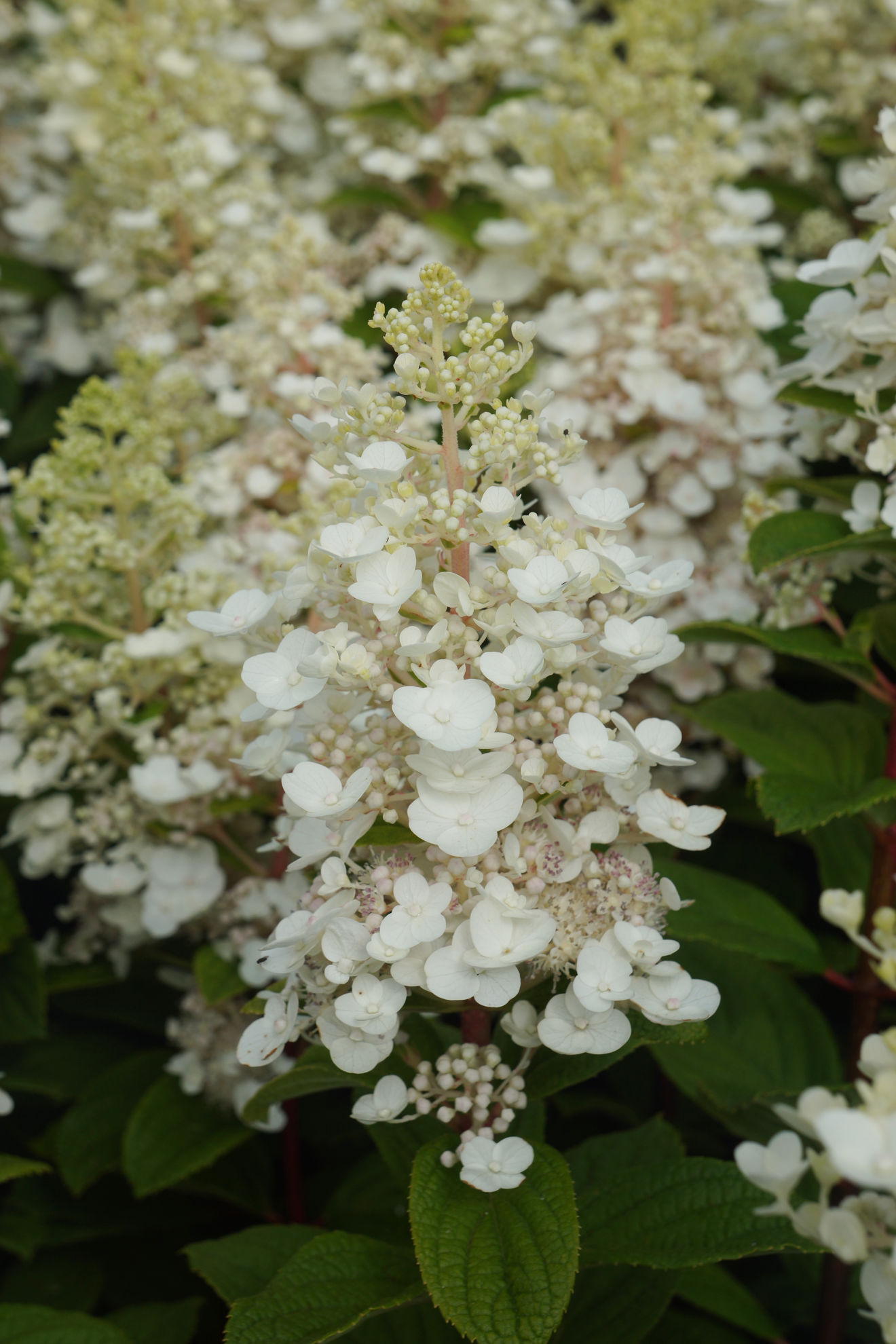 http://breederplants.interforcehosting.nl/images/thumbs/0002183_hydrangea.jpeg