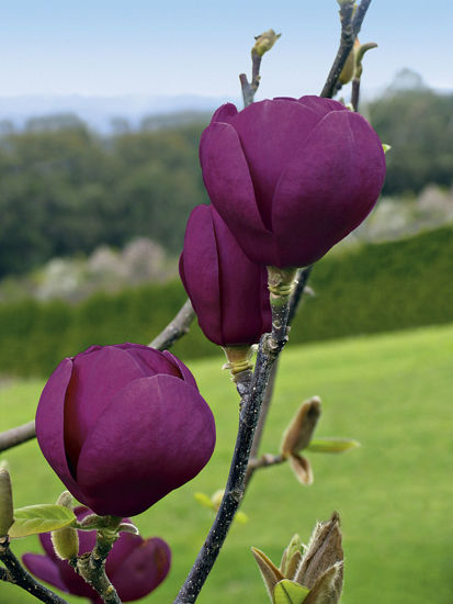 Obraz Magnolia