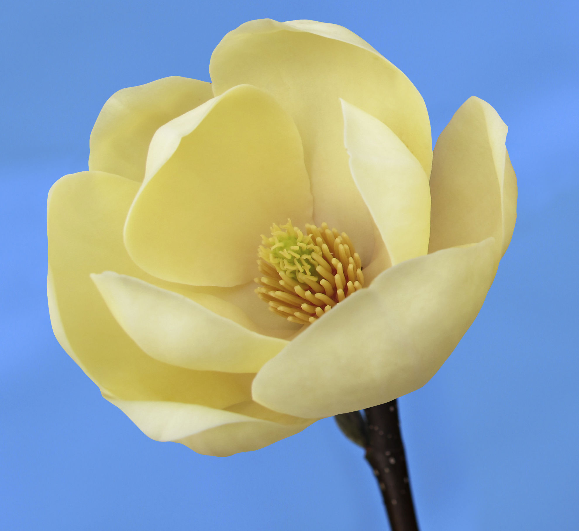 http://breederplants.interforcehosting.nl/images/thumbs/0002194_magnolia.jpeg