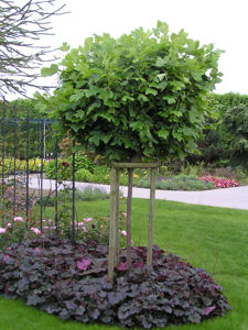 Picture of Liriodendron