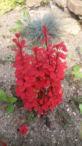 Picture of Berberis