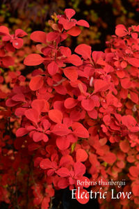 Picture of Berberis