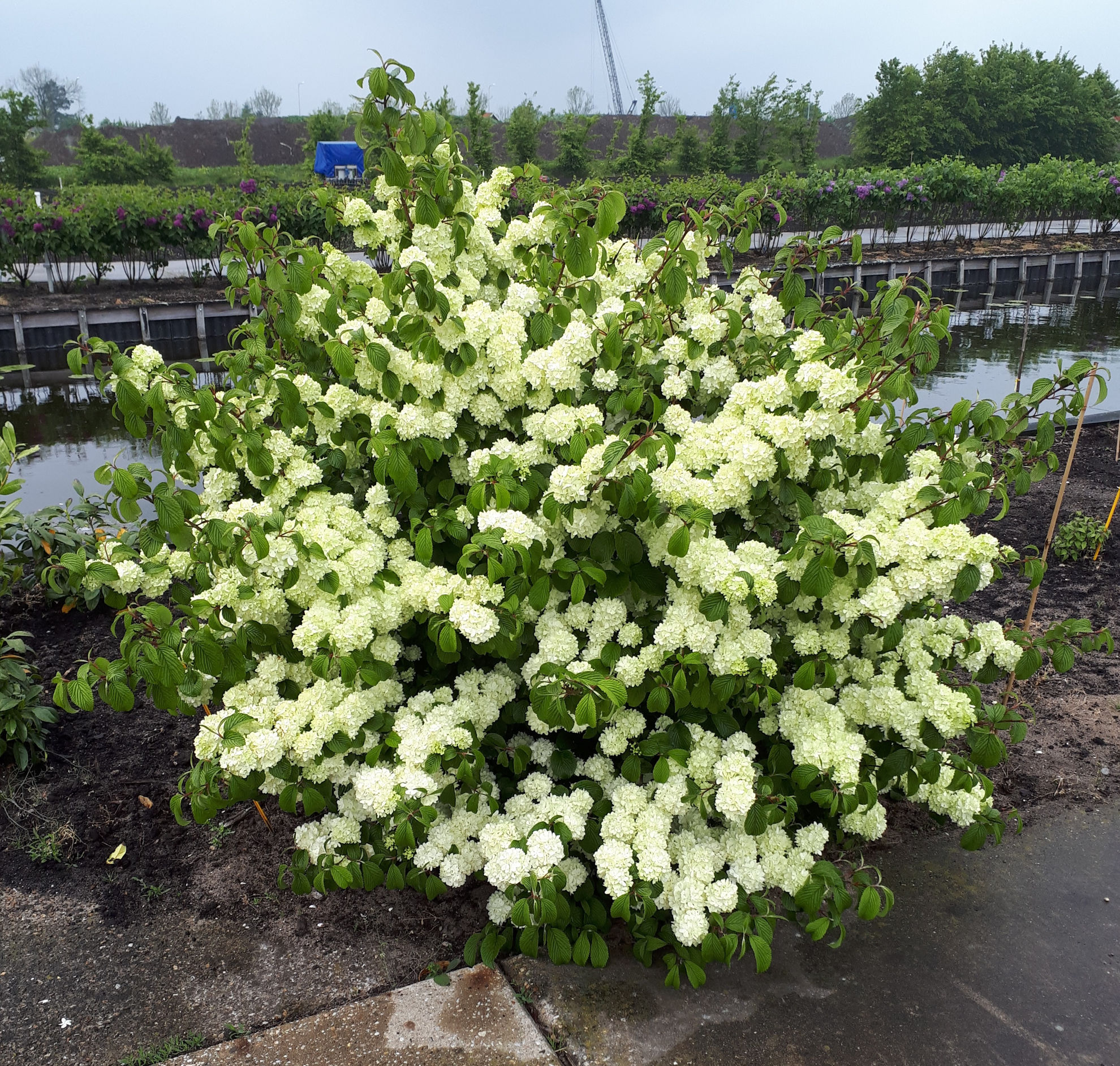 http://breederplants.interforcehosting.nl/images/thumbs/0002337_viburnum.jpeg