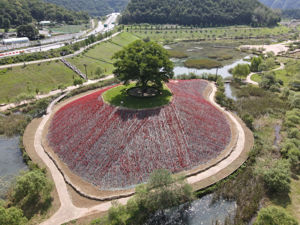 Obraz Berberis