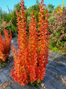 Picture of Berberis