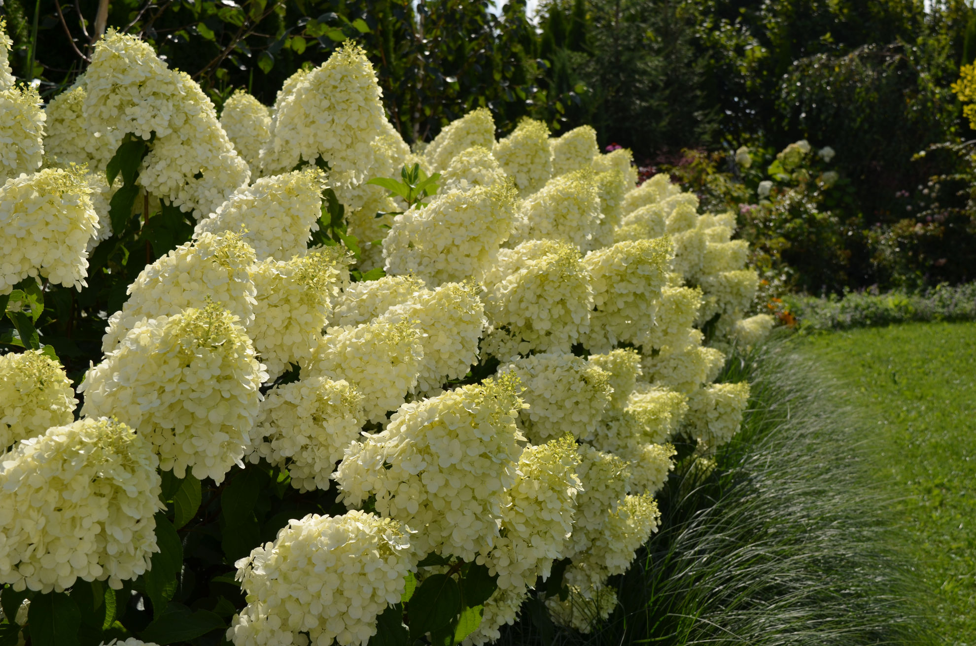 http://breederplants.interforcehosting.nl/images/thumbs/0002365_hydrangea.jpeg