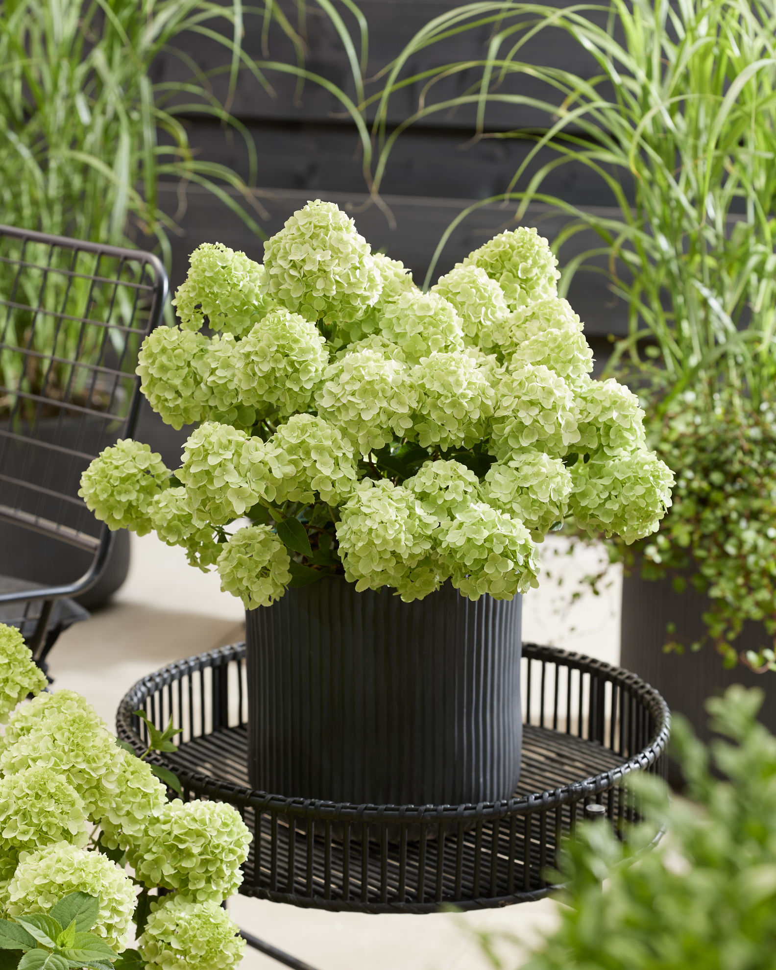 http://breederplants.interforcehosting.nl/images/thumbs/0002426_hydrangea.jpeg