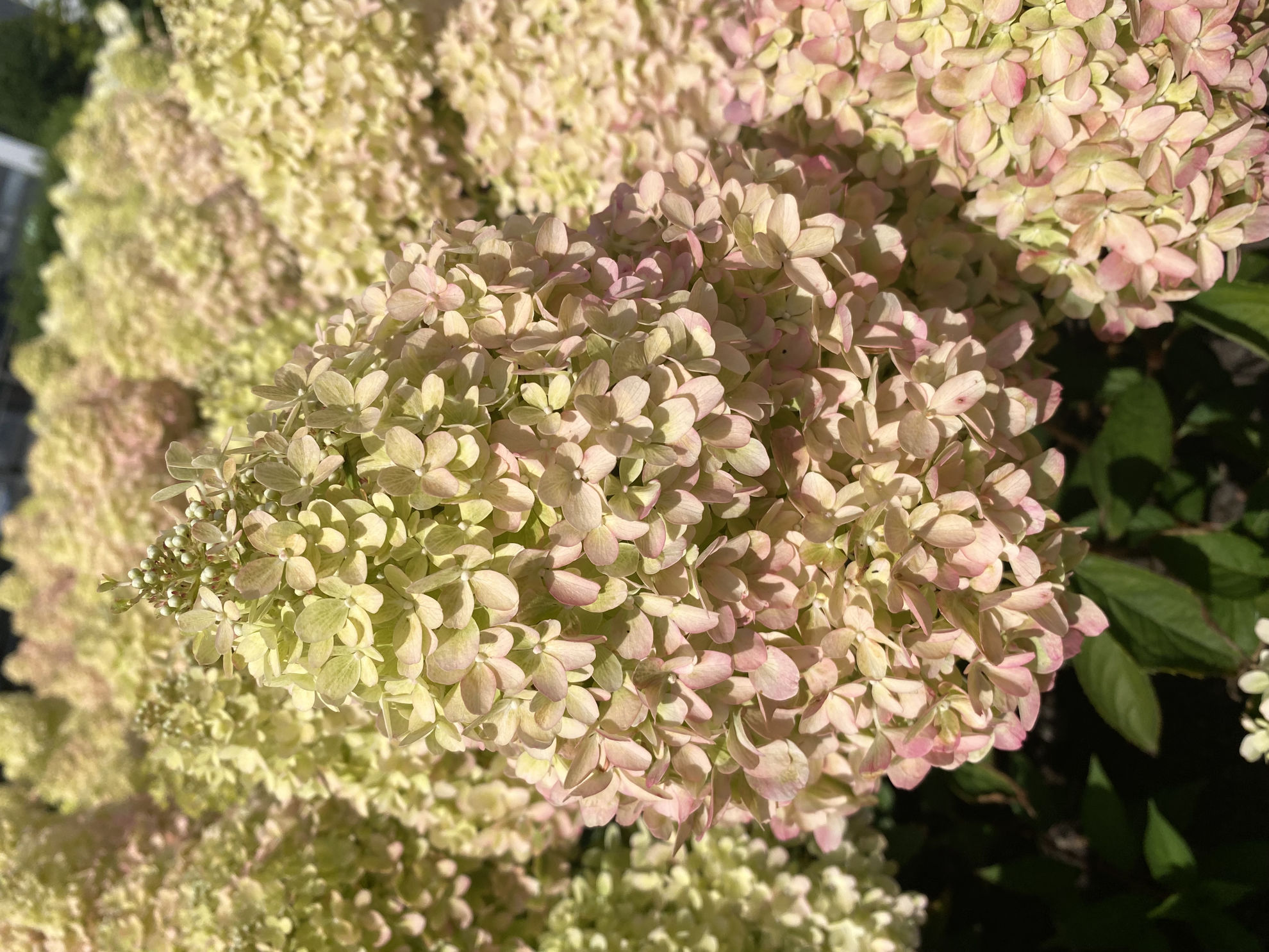 http://breederplants.interforcehosting.nl/images/thumbs/0002431_hydrangea.jpeg