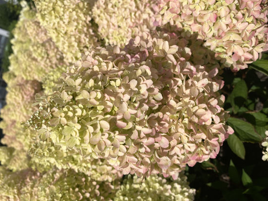 Picture of Hydrangea