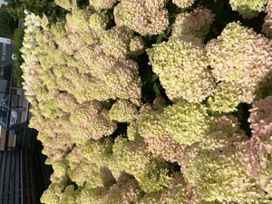 Picture of Hydrangea