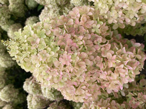 Picture of Hydrangea