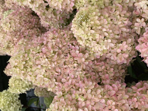 Picture of Hydrangea