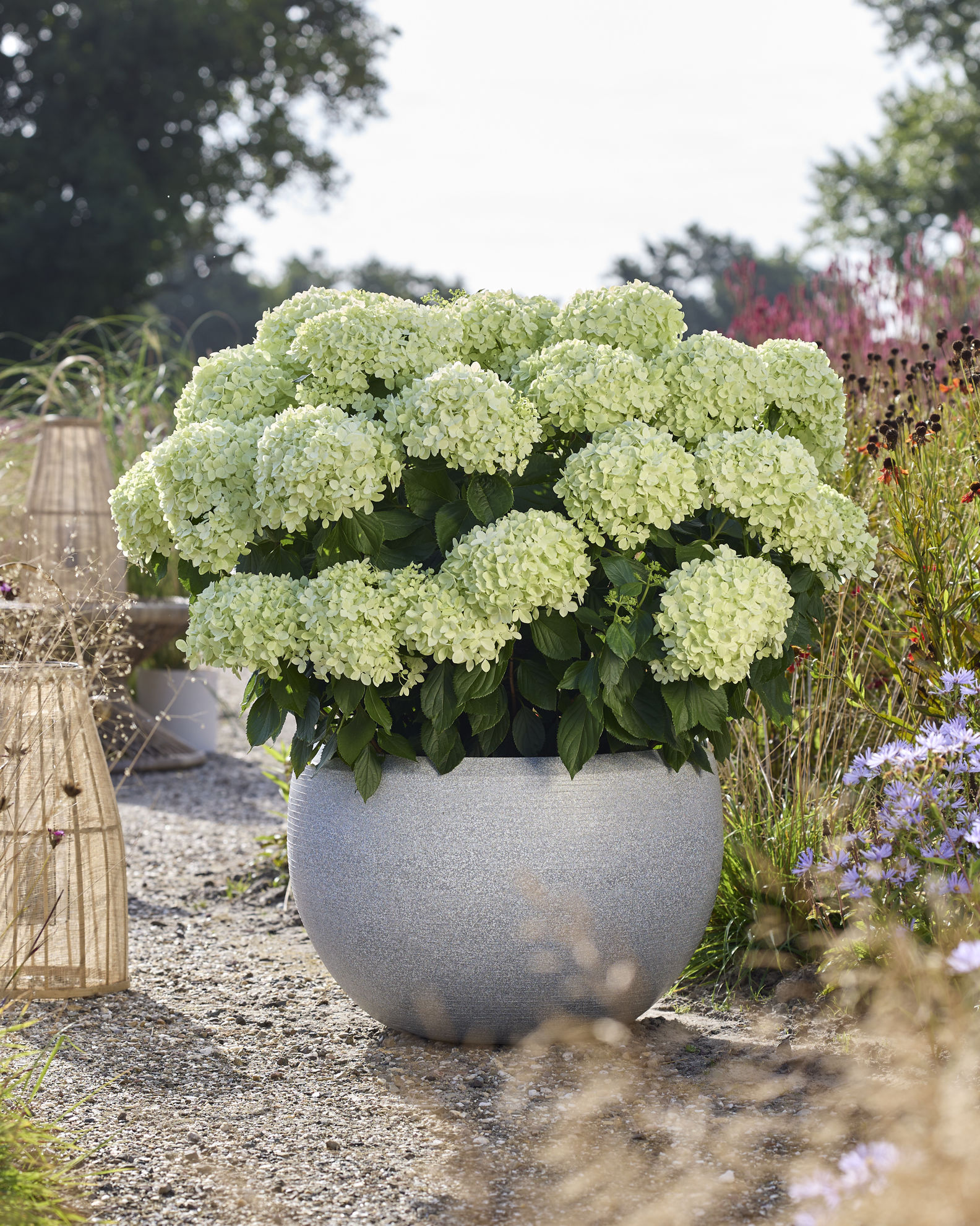 http://breederplants.interforcehosting.nl/images/thumbs/0002436_hydrangea.jpeg