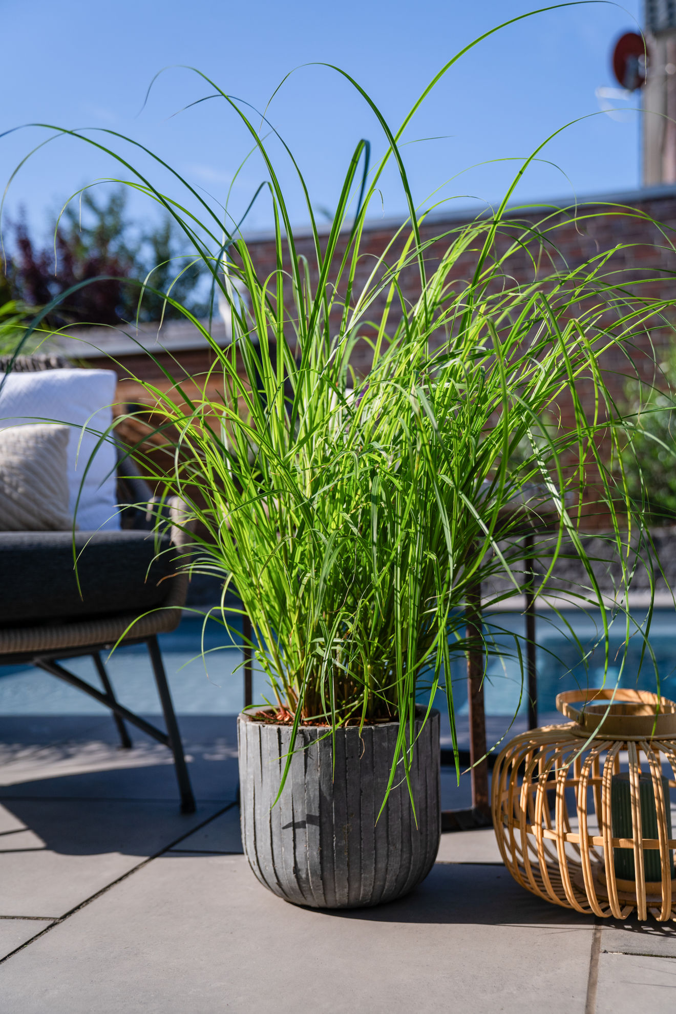 http://breederplants.interforcehosting.nl/images/thumbs/0002442_miscanthus.jpeg