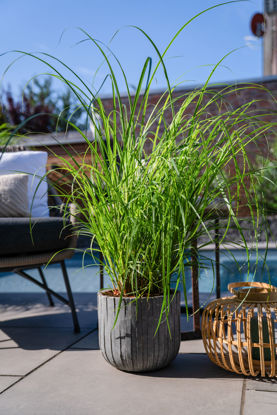 Obraz Miscanthus