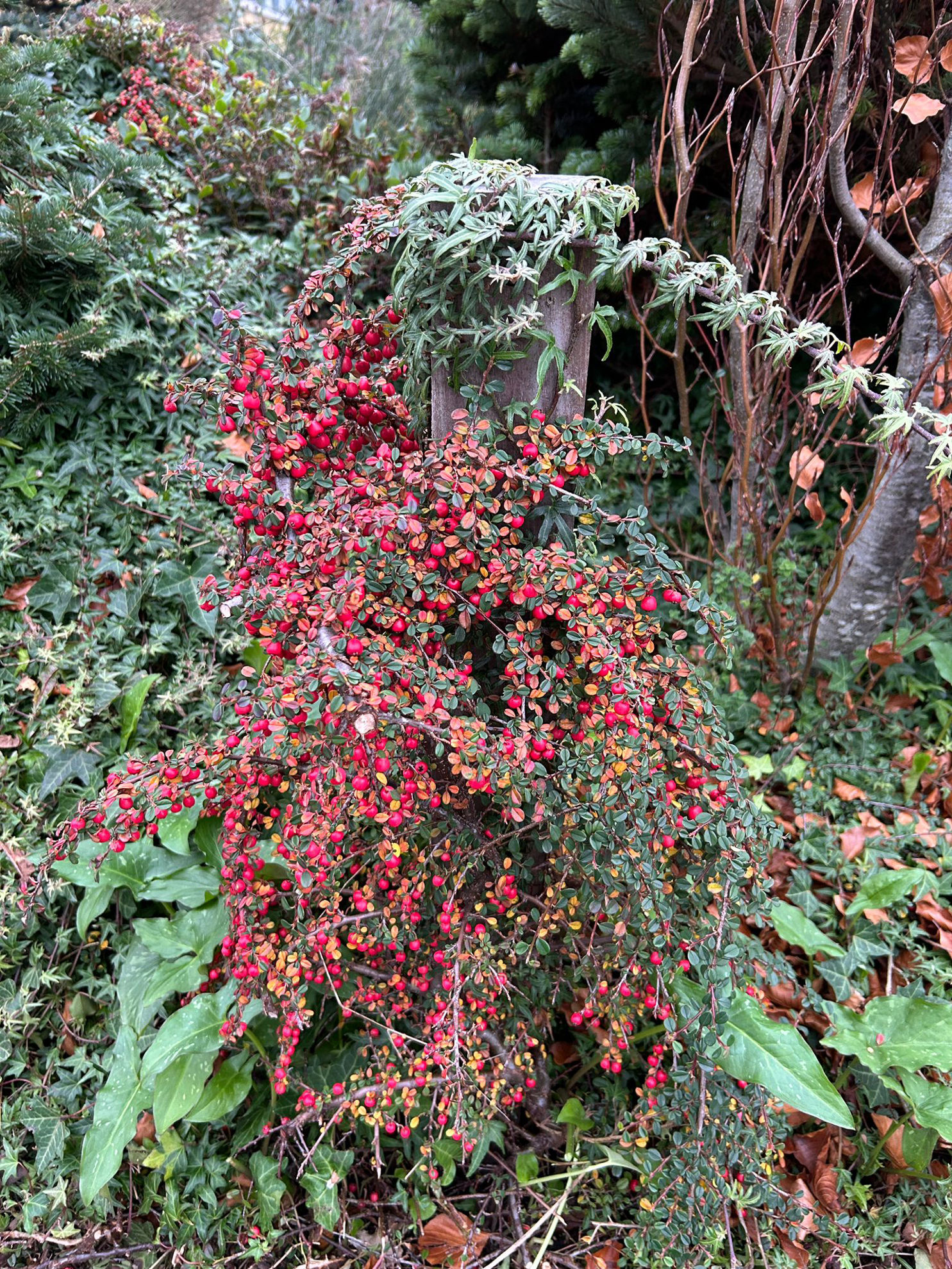 http://breederplants.interforcehosting.nl/images/thumbs/0002449_cotoneaster.jpeg